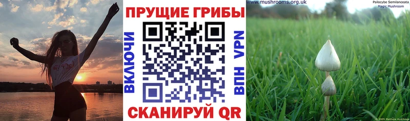 Галлюциногенные грибы мицелий  Купить где  Белебей 